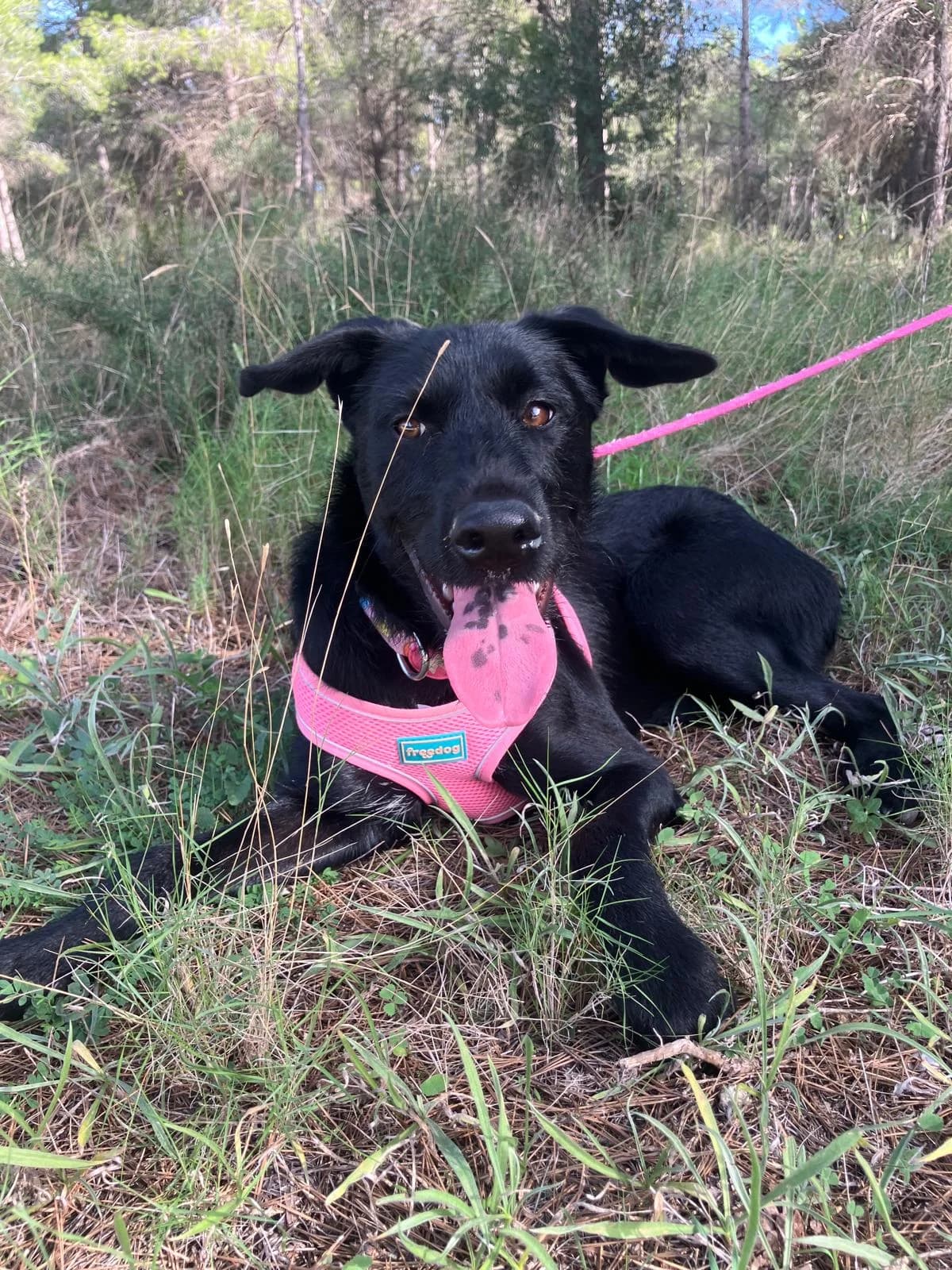 Turtle, female mixed breed for adoption at Akira Dog Shelter — photo 3 of 13