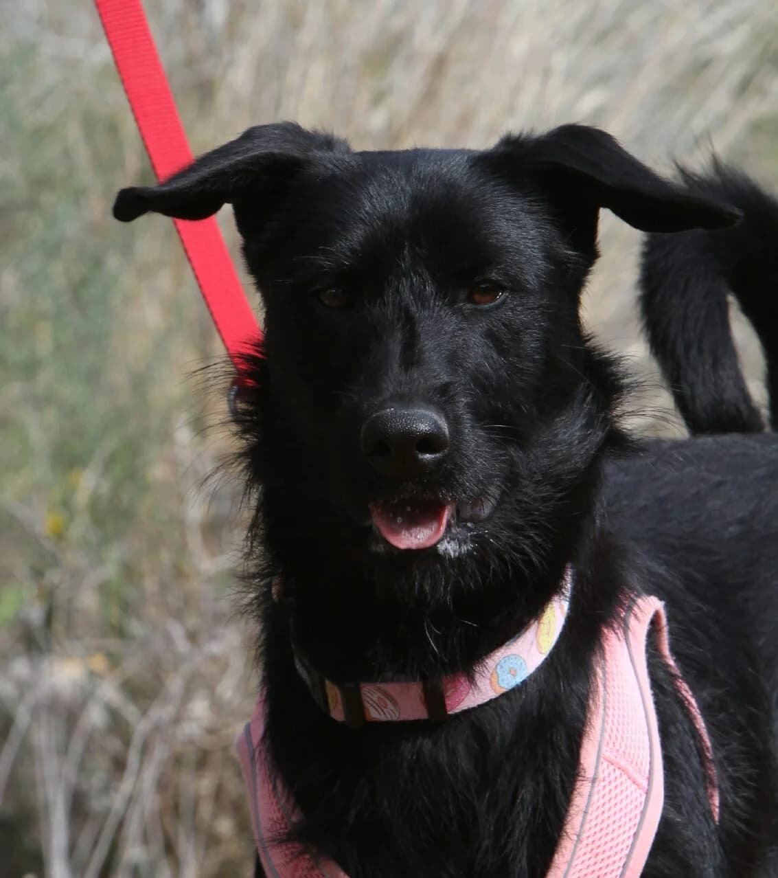Turtle, female mixed breed for adoption at Akira Dog Shelter — photo 4 of 13