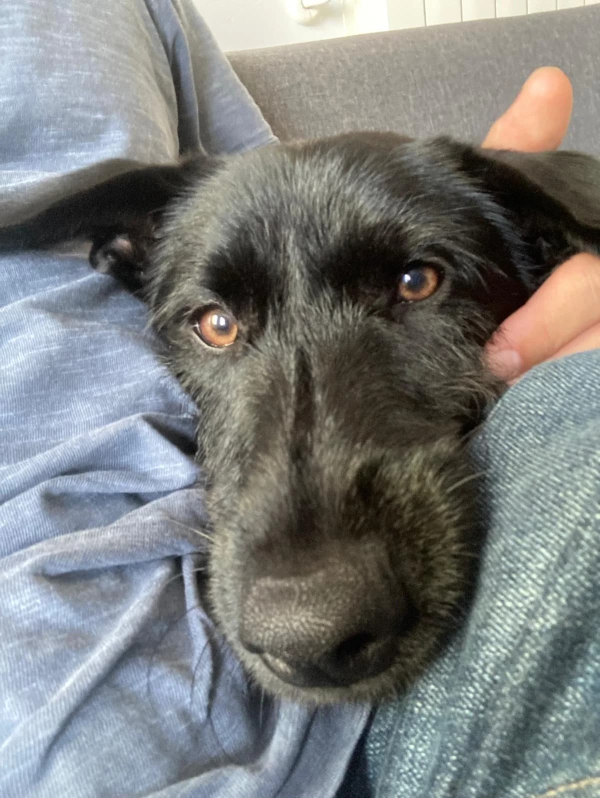 Turtle, female mixed breed for adoption at Akira Dog Shelter — photo 5 of 13