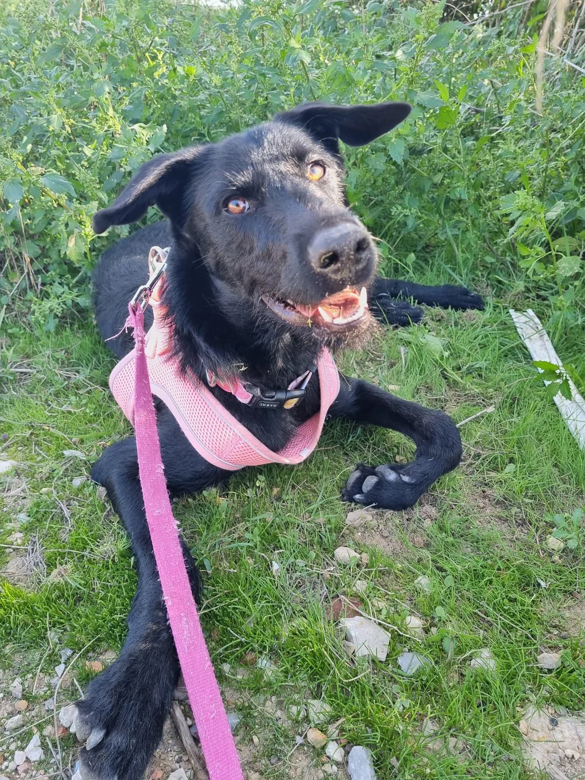Turtle, female mixed breed for adoption at Akira Dog Shelter — photo 6 of 13