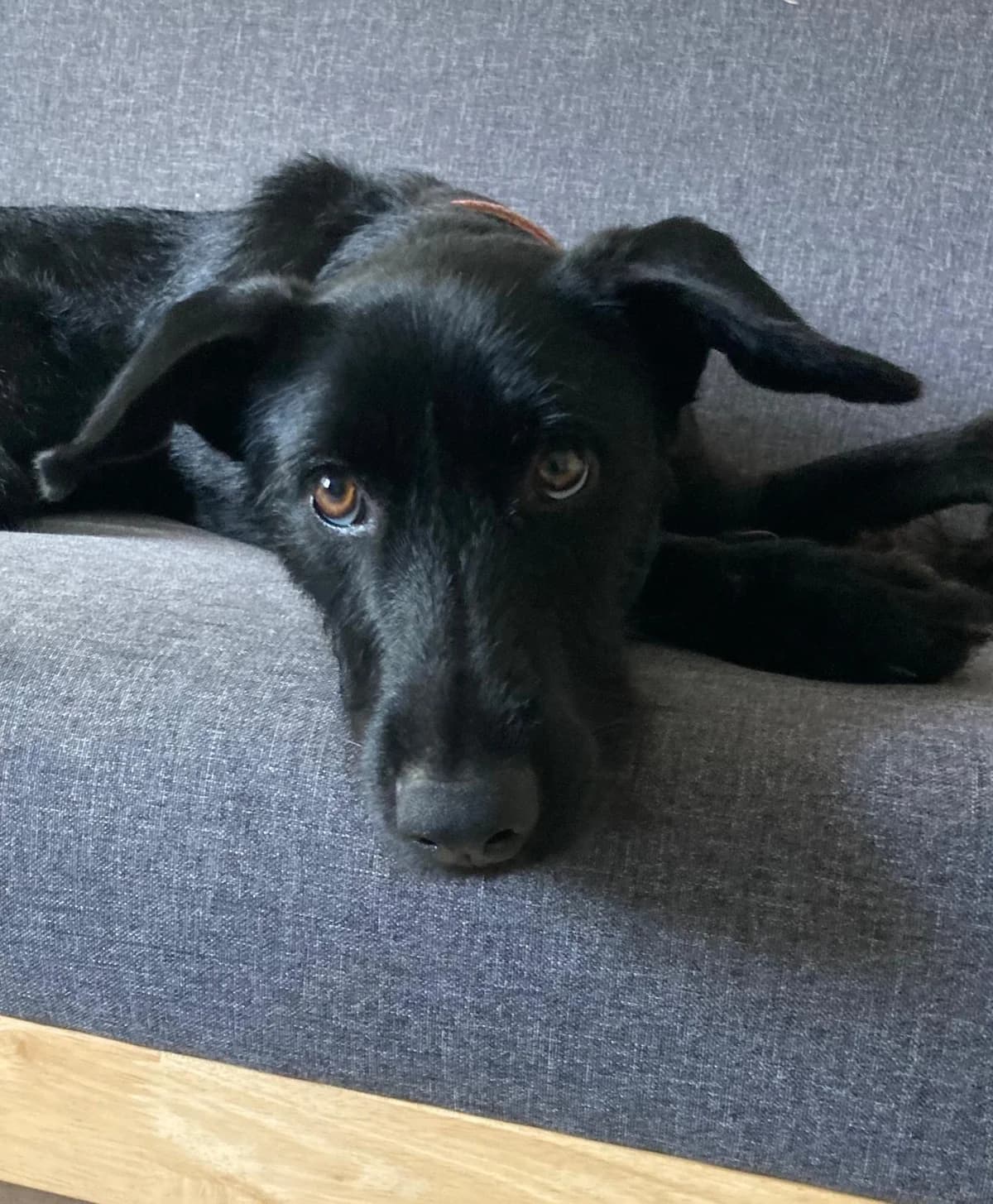 Turtle, female mixed breed for adoption at Akira Dog Shelter — photo 7 of 13