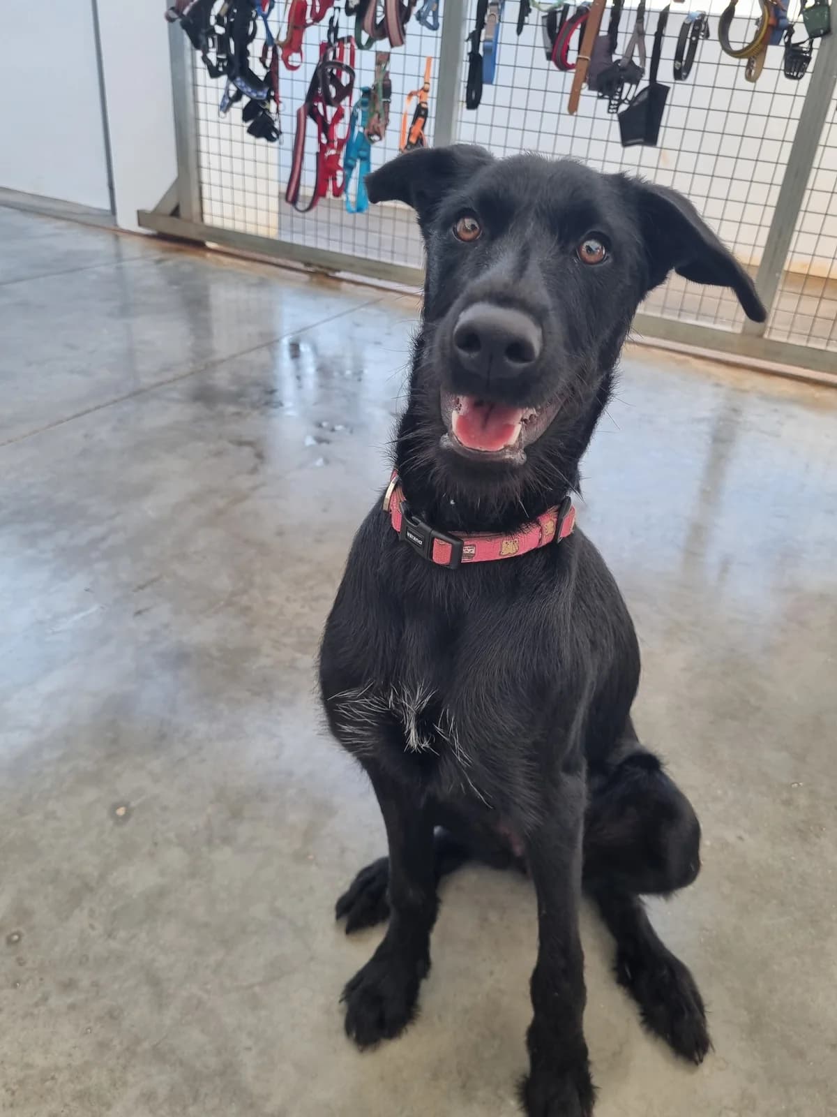 Turtle, female mixed breed for adoption at Akira Dog Shelter — photo 8 of 13