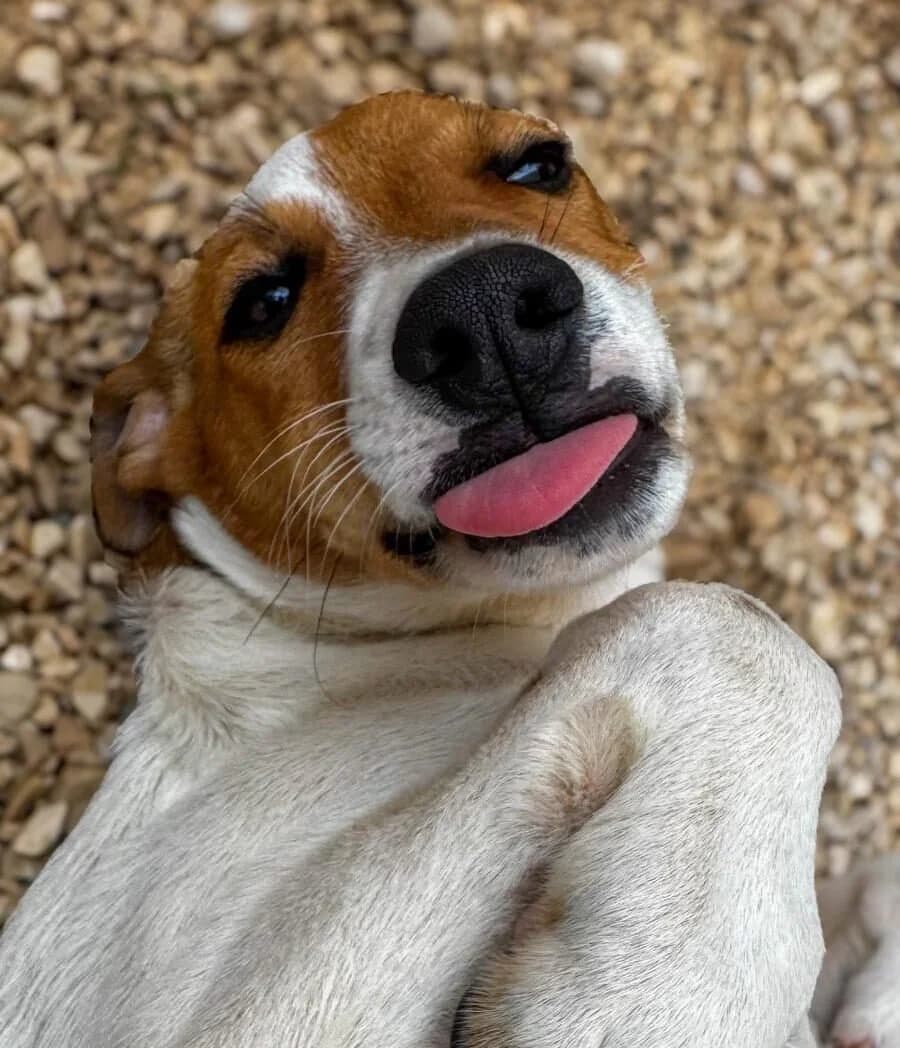 Victor,  (Akira Dog Shelter)