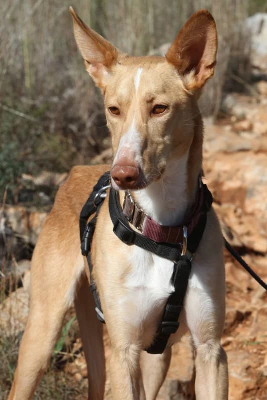 Yann, male Podenco for adoption at Akira Dog Shelter