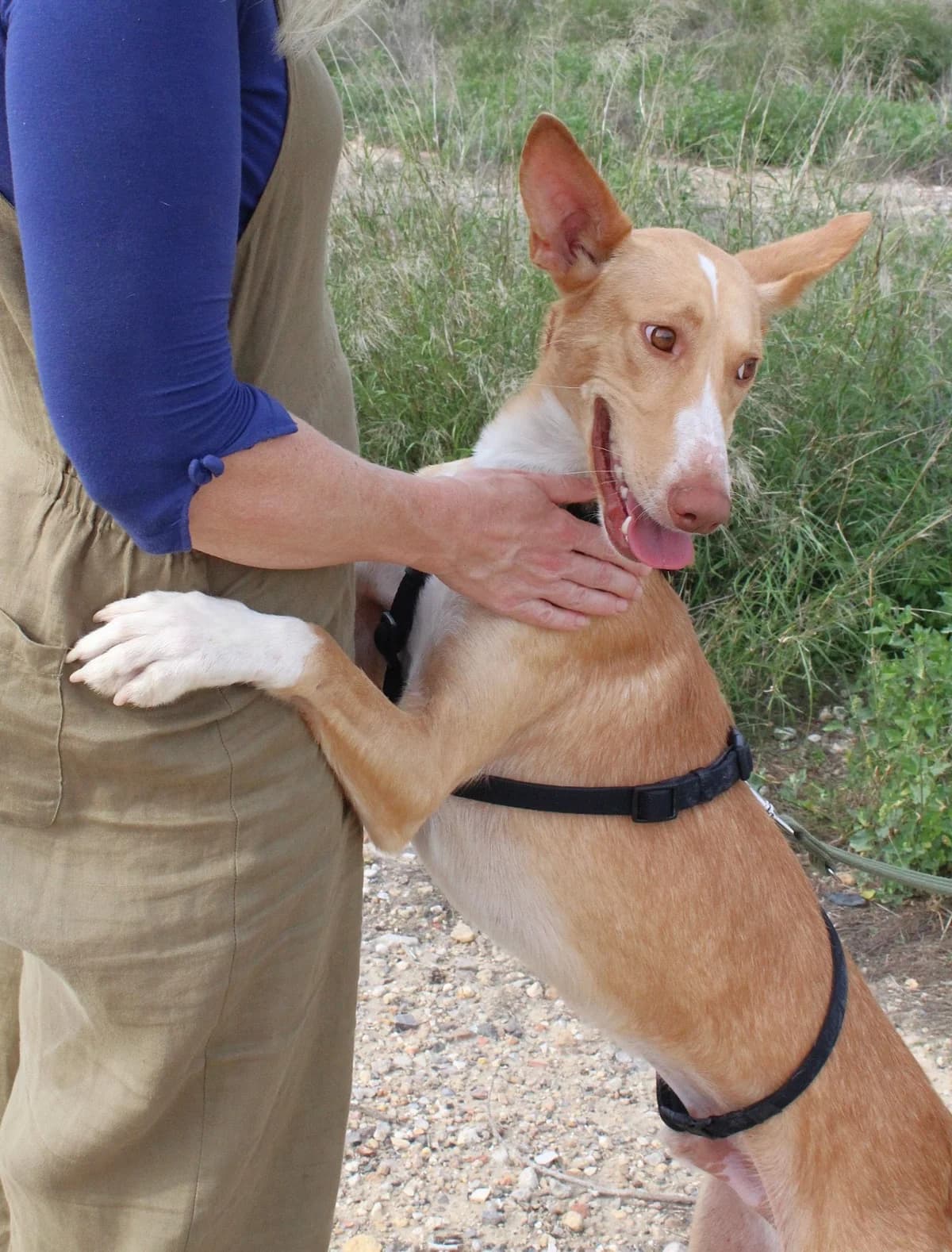 Yann, male Podenco for adoption at Akira Dog Shelter — photo 2 of 10