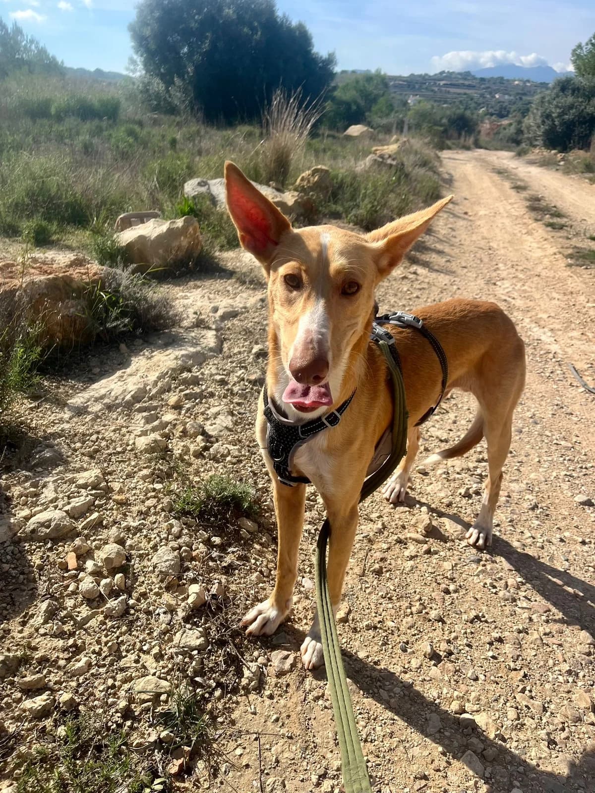 Yann, male Podenco for adoption at Akira Dog Shelter — photo 3 of 10