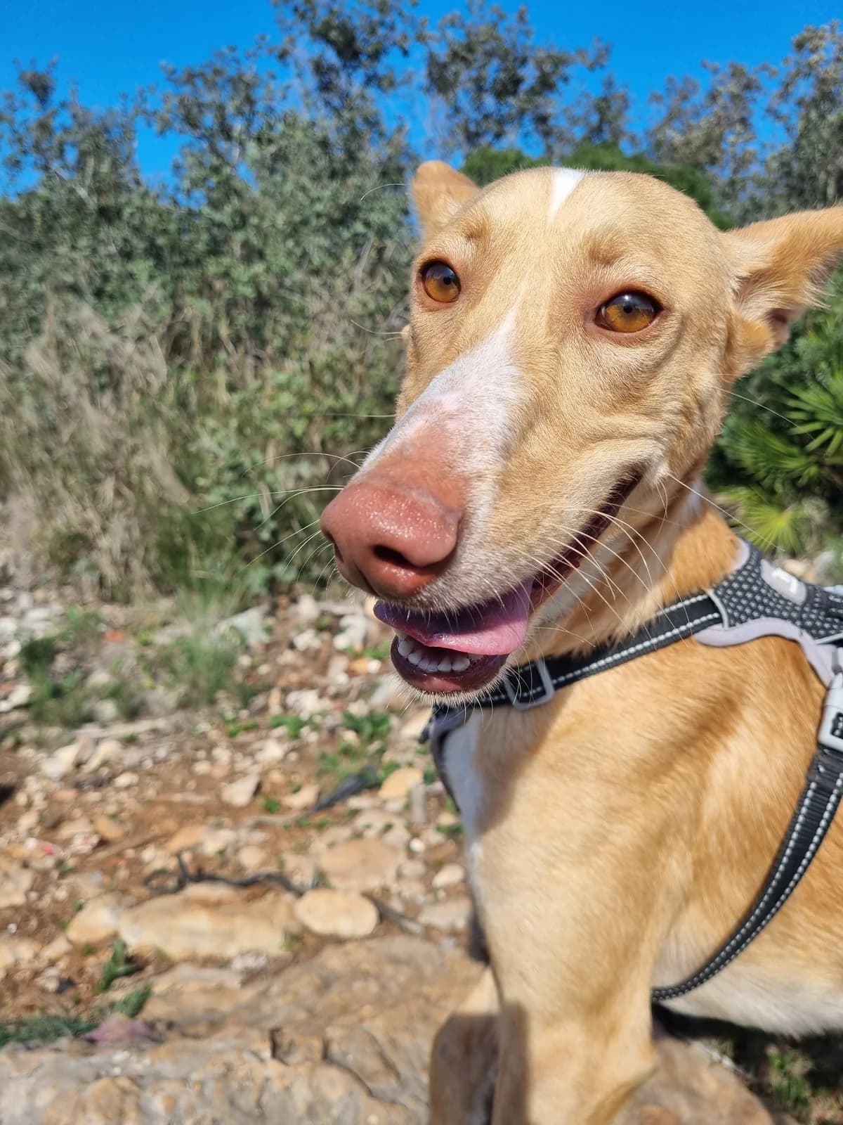 Yann, male Podenco for adoption at Akira Dog Shelter — photo 4 of 10