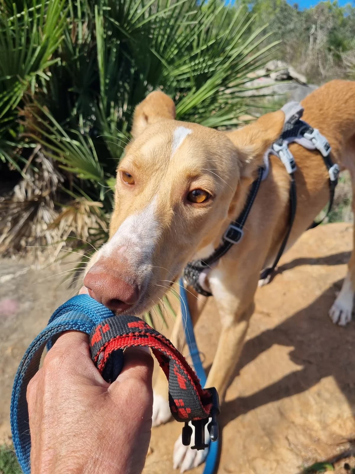 Yann, male Podenco for adoption at Akira Dog Shelter — photo 5 of 10