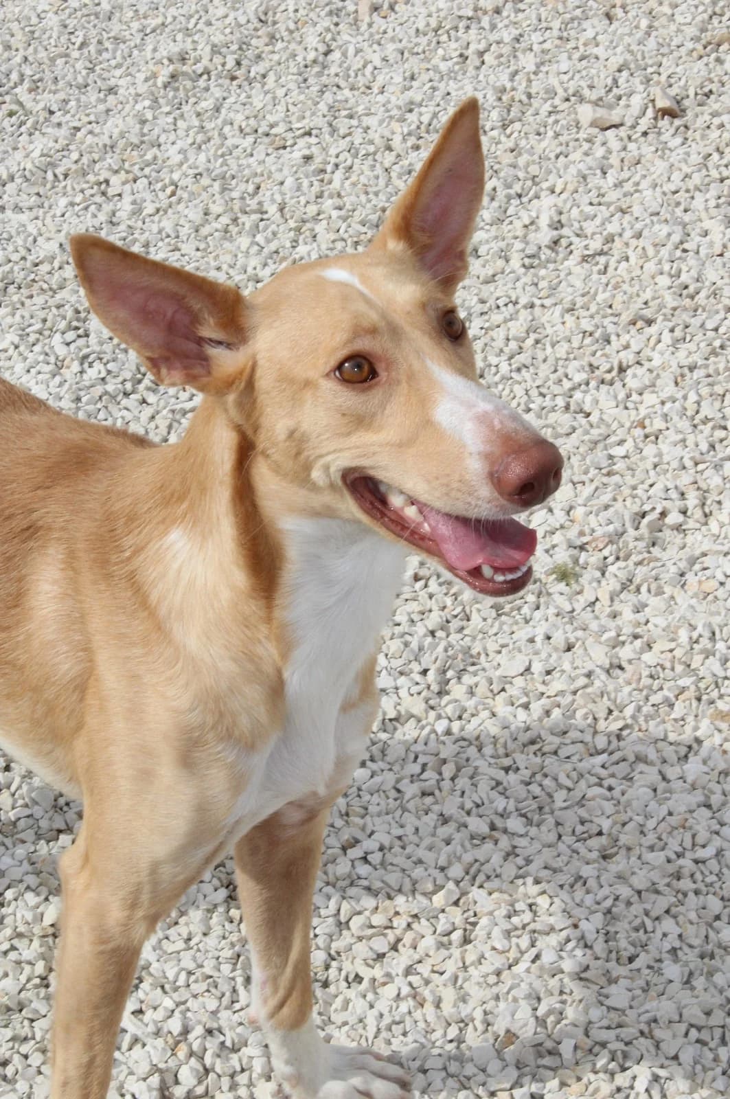 Yann, male Podenco for adoption at Akira Dog Shelter — photo 6 of 10