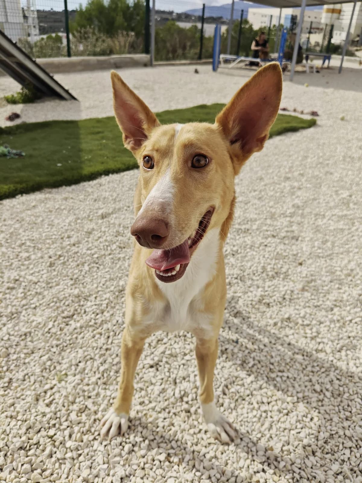Yann, male Podenco for adoption at Akira Dog Shelter — photo 7 of 10