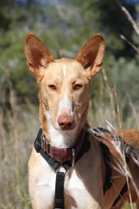 Yann, male Podenco for adoption at Akira Dog Shelter — photo 8 of 10
