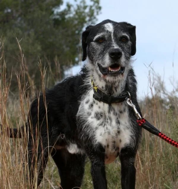 Yogi, male mixed breed for adoption at Akira Dog Shelter
