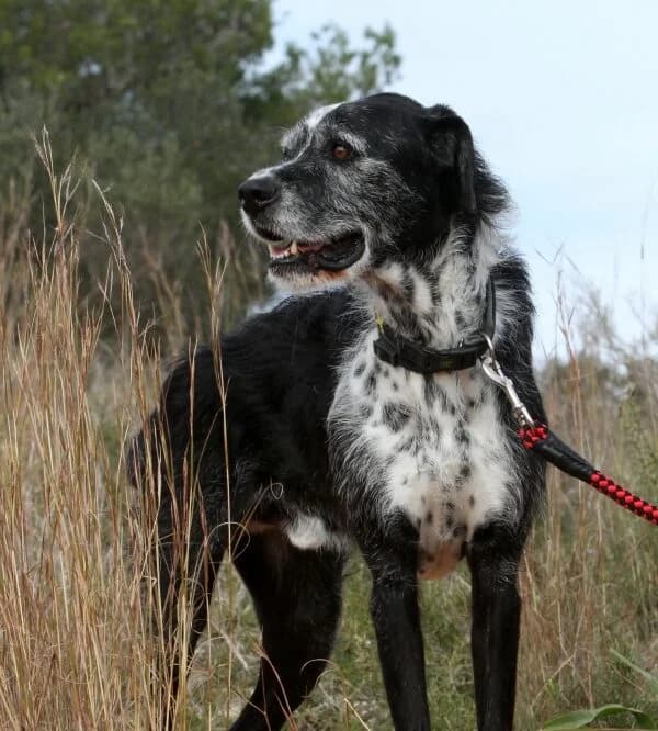 Yogi, male mixed breed for adoption at Akira Dog Shelter — photo 2 of 14