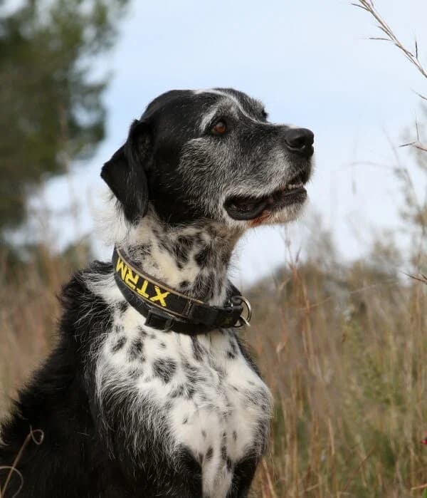 Yogi, male mixed breed for adoption at Akira Dog Shelter — photo 3 of 14
