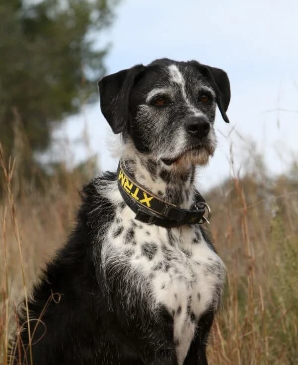 Yogi, male mixed breed for adoption at Akira Dog Shelter — photo 4 of 14