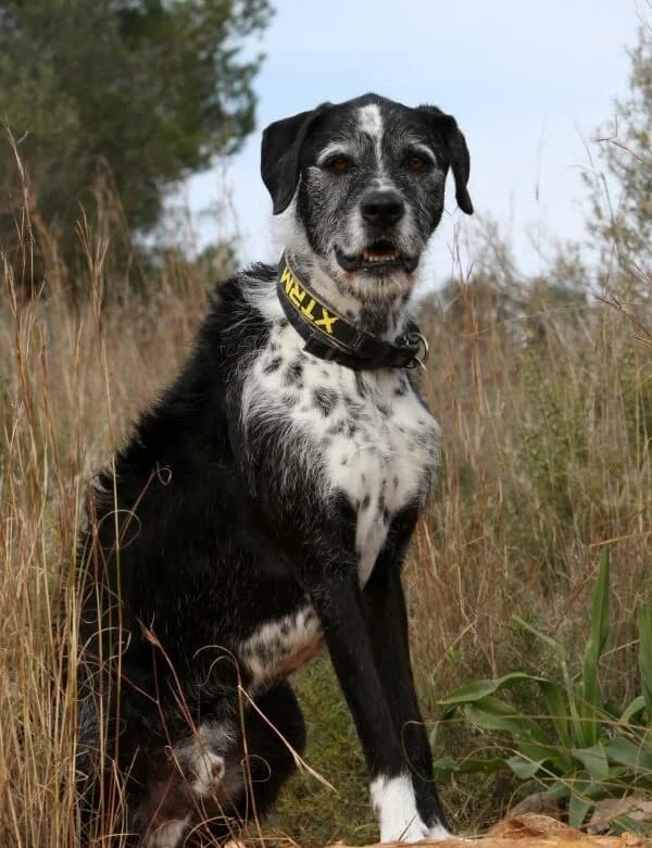 Yogi, male mixed breed for adoption at Akira Dog Shelter — photo 5 of 14