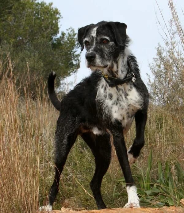 Yogi, male mixed breed for adoption at Akira Dog Shelter — photo 6 of 14