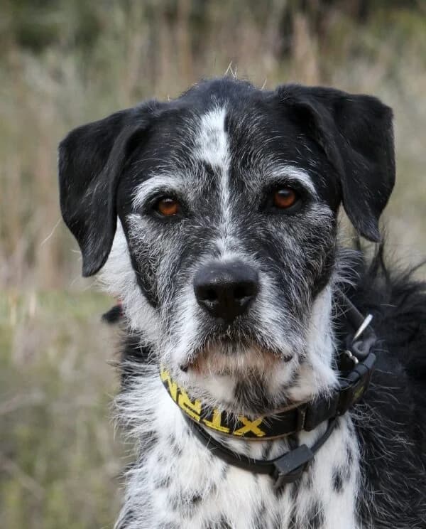 Yogi, male mixed breed for adoption at Akira Dog Shelter — photo 7 of 14