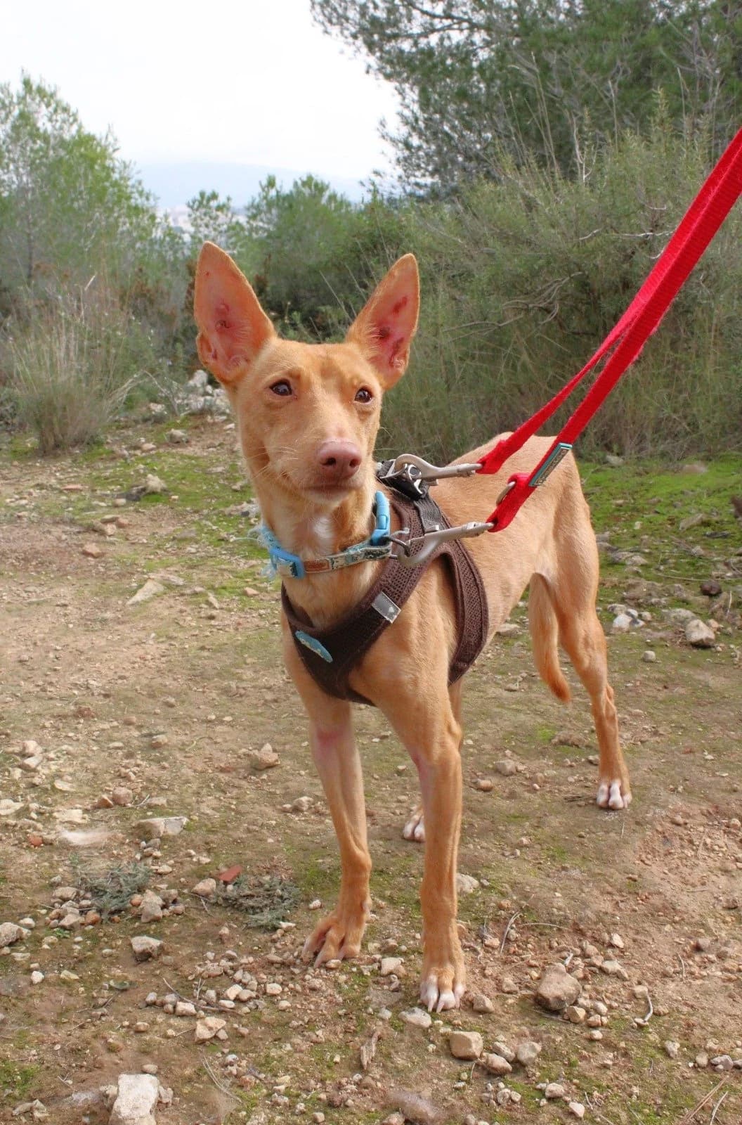 Zara, female 3yo Podenco for adoption at Akira Dog Shelter