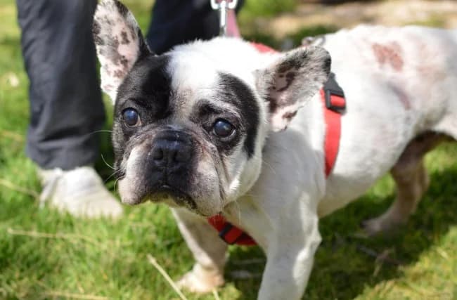 Ace tala, male senior Mixed Breed for adoption at ALBA Protectora Madrid, Madrid