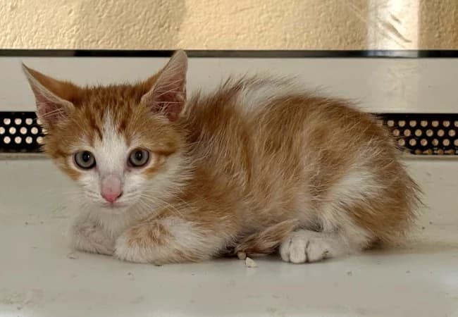 Añico ico, male Mixed Breed for adoption at ALBA Protectora Madrid, Madrid