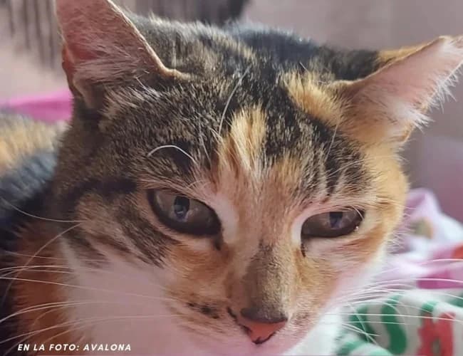 Avalona, female senior Mixed Breed for adoption at ALBA Protectora Madrid, Madrid