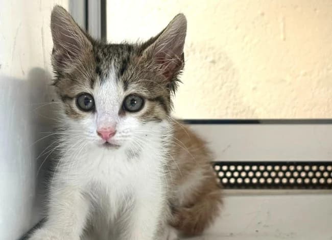 Avico ico, male Mixed Breed for adoption at ALBA Protectora Madrid, Madrid