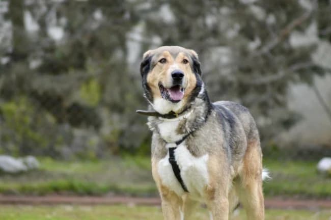 Baztan, male 5yo Mixed Breed for adoption at ALBA Protectora Madrid, Madrid