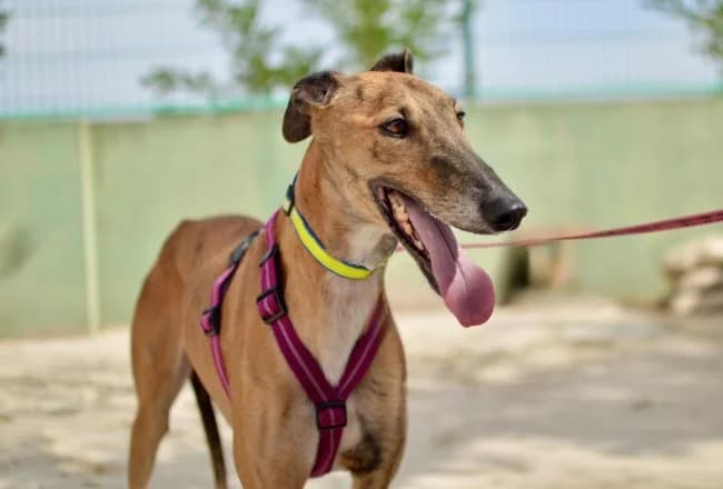 Brindisi, male 5yo Mixed Breed for adoption at ALBA Protectora Madrid, Madrid