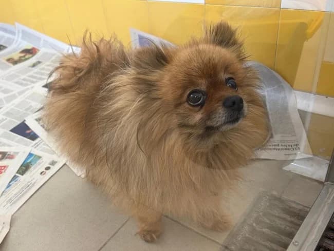 Bumbum, male 6yo Mixed Breed for adoption at ALBA Protectora Madrid, Madrid