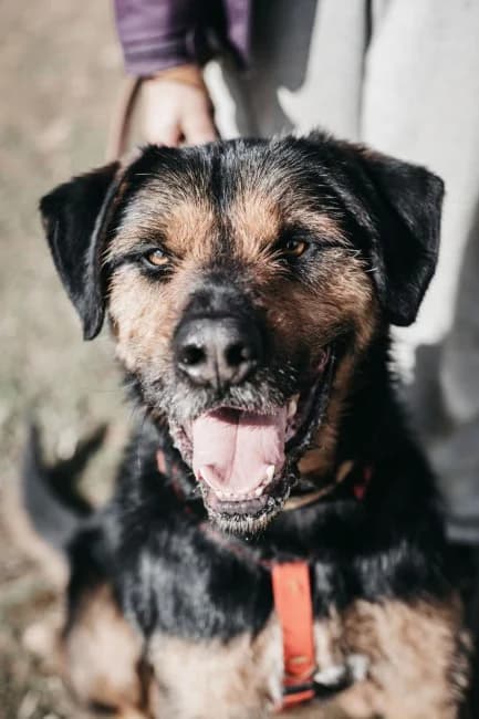 Calleja, male 6yo Mixed Breed for adoption at ALBA Protectora Madrid, Madrid