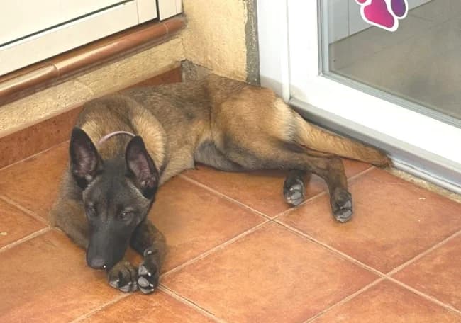 Cleopatra, female young Mixed Breed for adoption at ALBA Protectora Madrid, Madrid