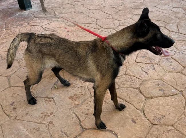 Colibrina, female young Mixed Breed for adoption at ALBA Protectora Madrid, Madrid