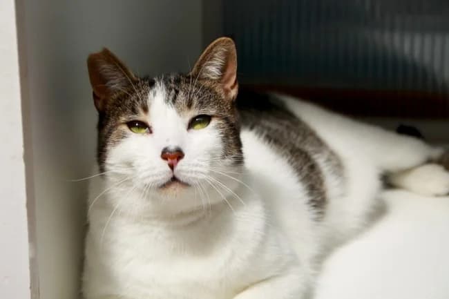 Derribo, male 3yo Mixed Breed for adoption at ALBA Protectora Madrid, Madrid