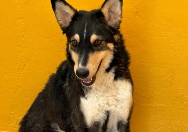Fifa n, Mixed Breed (ALBA Protectora Madrid)