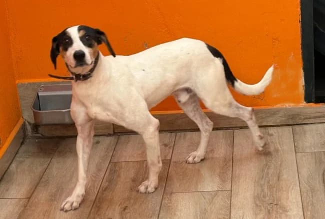 Fino t, male 5yo Mixed Breed for adoption at ALBA Protectora Madrid, Madrid