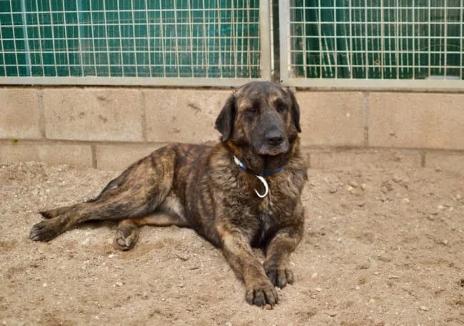 Gladys, female young Mixed Breed for adoption at ALBA Protectora Madrid, Madrid
