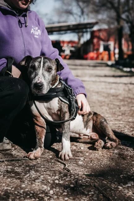 Hogan, male senior Mixed Breed for adoption at ALBA Protectora Madrid, Madrid