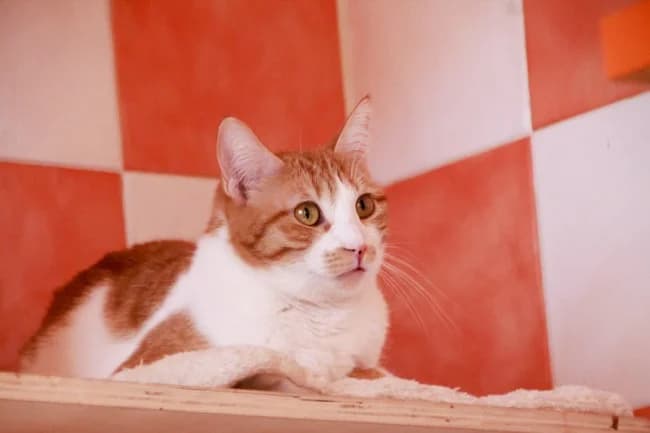 Kata sos, female young Mixed Breed for adoption at ALBA Protectora Madrid, Madrid