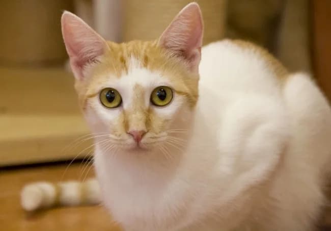 Kiwa sos, female young Mixed Breed for adoption at ALBA Protectora Madrid, Madrid