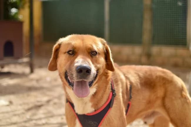 Leon dina, male young Mixed Breed for adoption at ALBA Protectora Madrid, Madrid