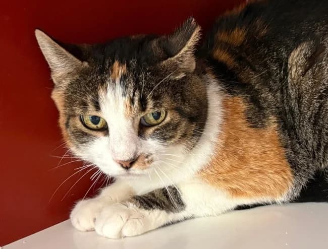 Macarena, female senior Mixed Breed for adoption at ALBA Protectora Madrid, Madrid