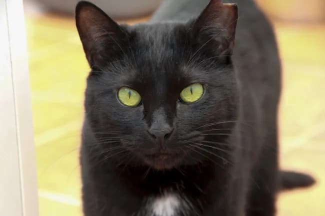 Mami lado, female 4yo Mixed Breed for adoption at ALBA Protectora Madrid, Madrid