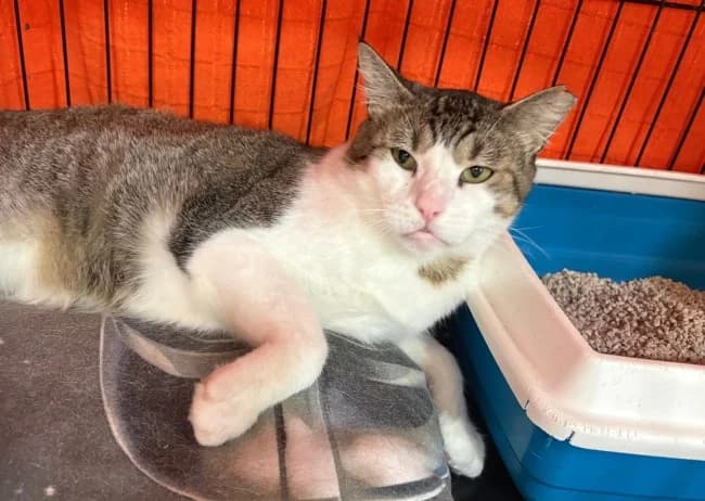 Meloso, male Mixed Breed for adoption at ALBA Protectora Madrid, Madrid