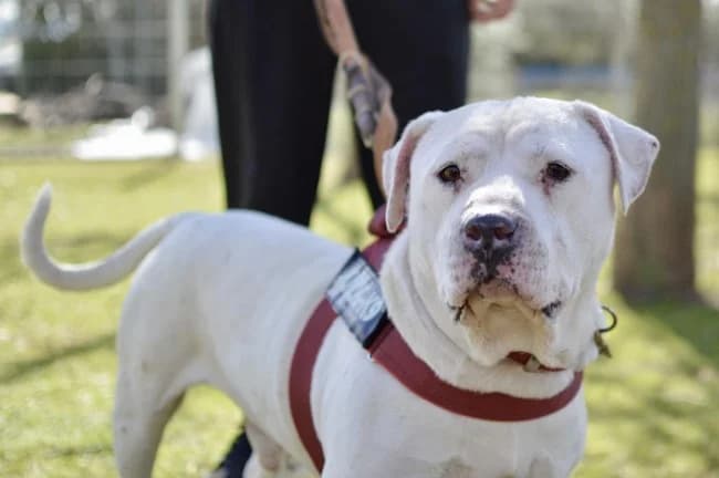 Olimpo, male young Mixed Breed for adoption at ALBA Protectora Madrid, Madrid