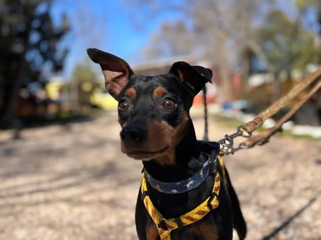 Patatin, male senior Mixed Breed for adoption at ALBA Protectora Madrid, Madrid