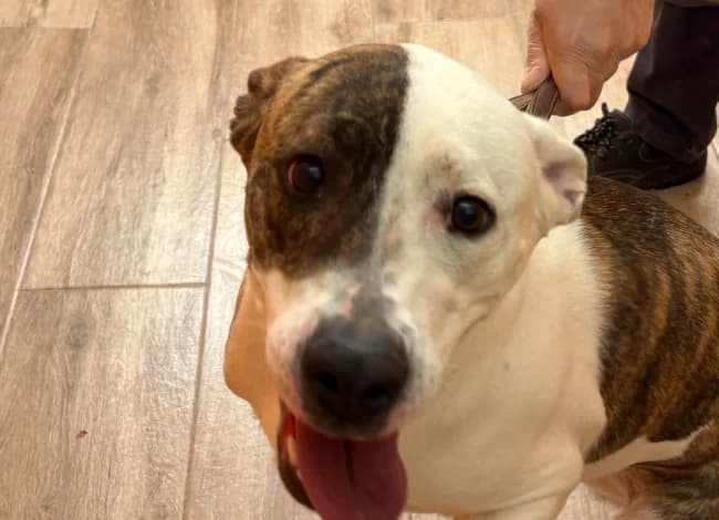Petra, female young Mixed Breed for adoption at ALBA Protectora Madrid, Madrid