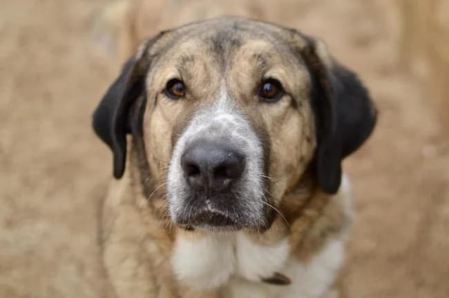 Pezuelo, male 3yo Mixed Breed for adoption at ALBA Protectora Madrid, Madrid