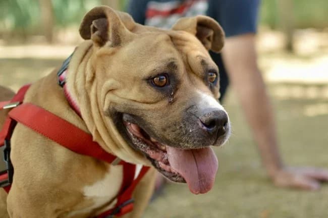Piñata, female 5yo Mixed Breed for adoption at ALBA Protectora Madrid, Madrid