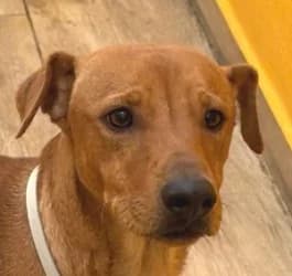 Poli tala, male Mixed Breed for adoption at ALBA Protectora Madrid, Madrid